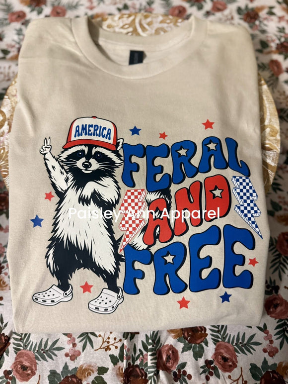 Feral and free racoon